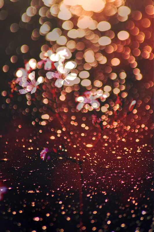 Flowery bokeh