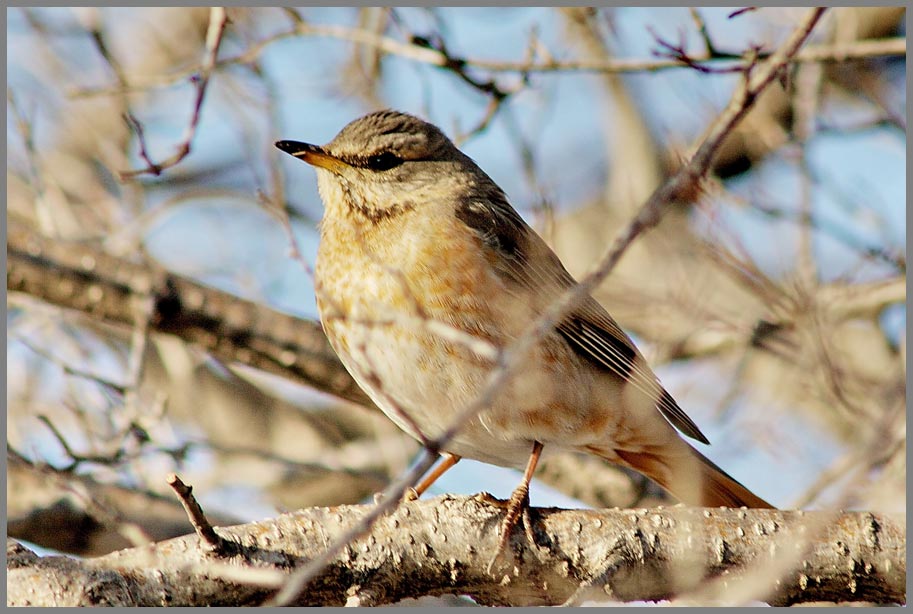 bird