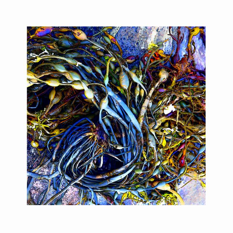 fucus