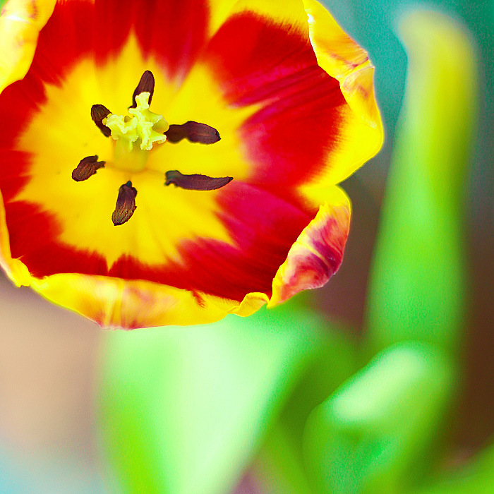 spring flower