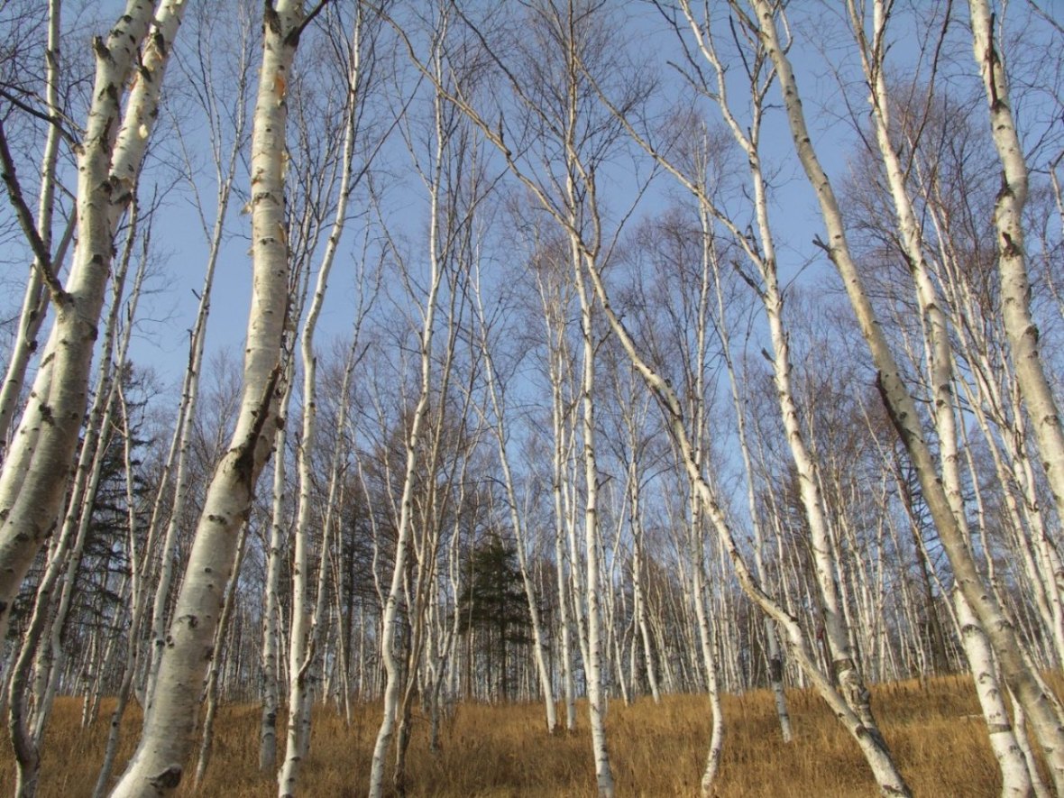 берёзы