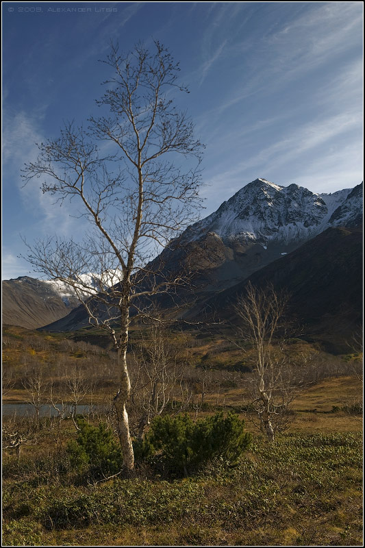 Березка
