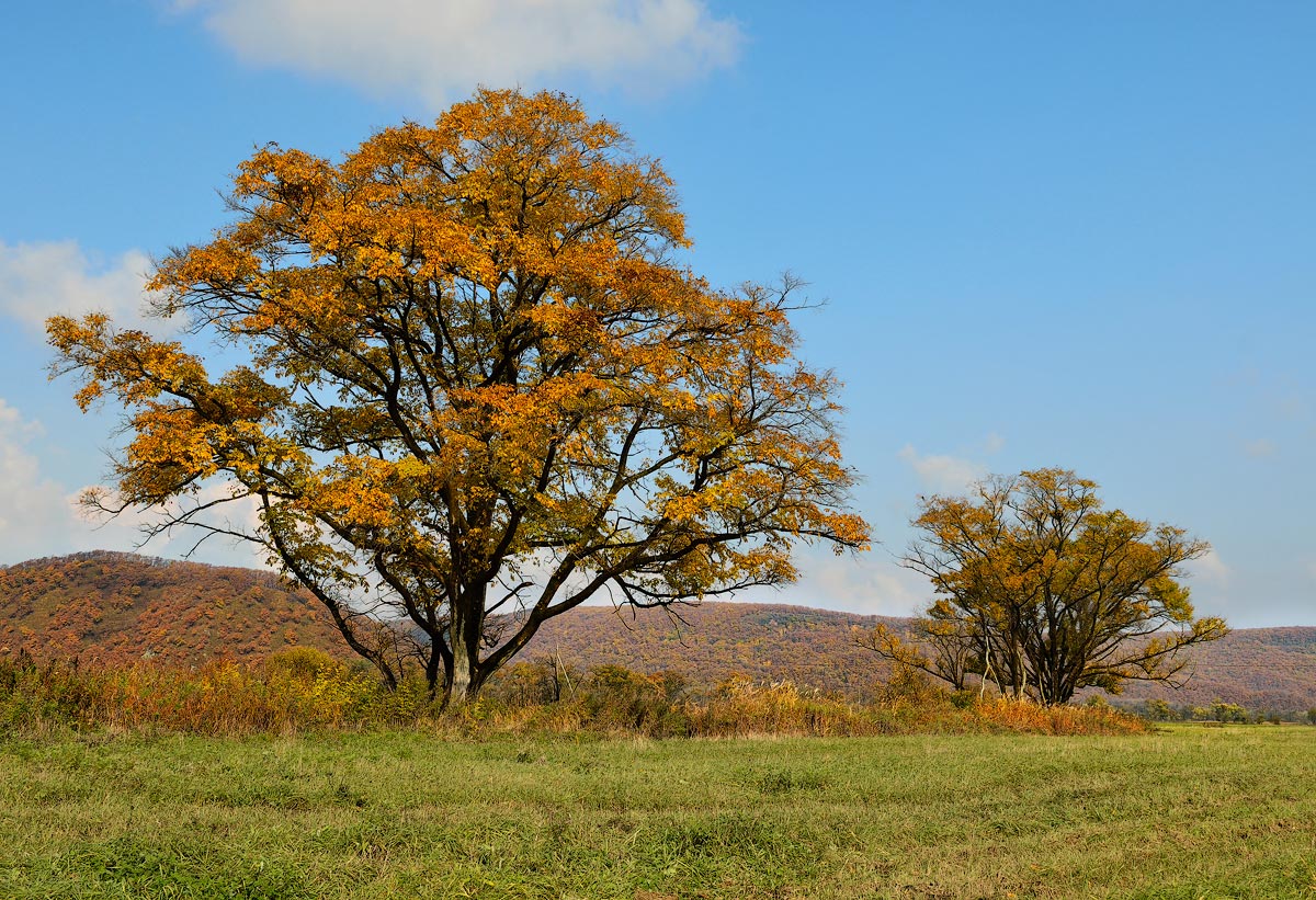 just a trees