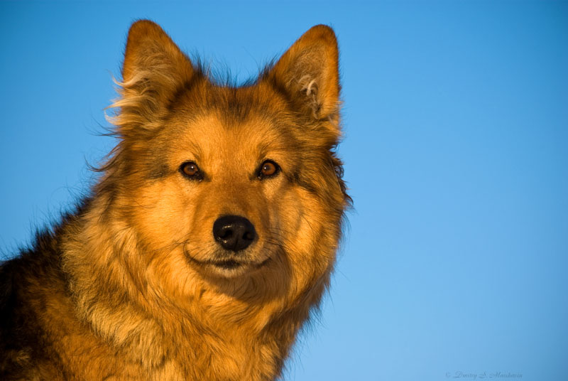 Doggy...