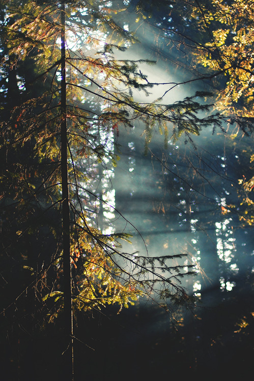 Smoky Rays