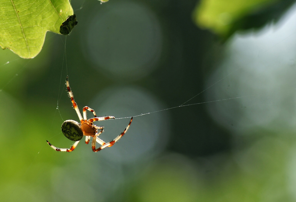 The rope-walker
