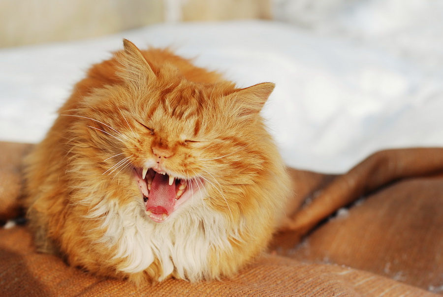 Котэ