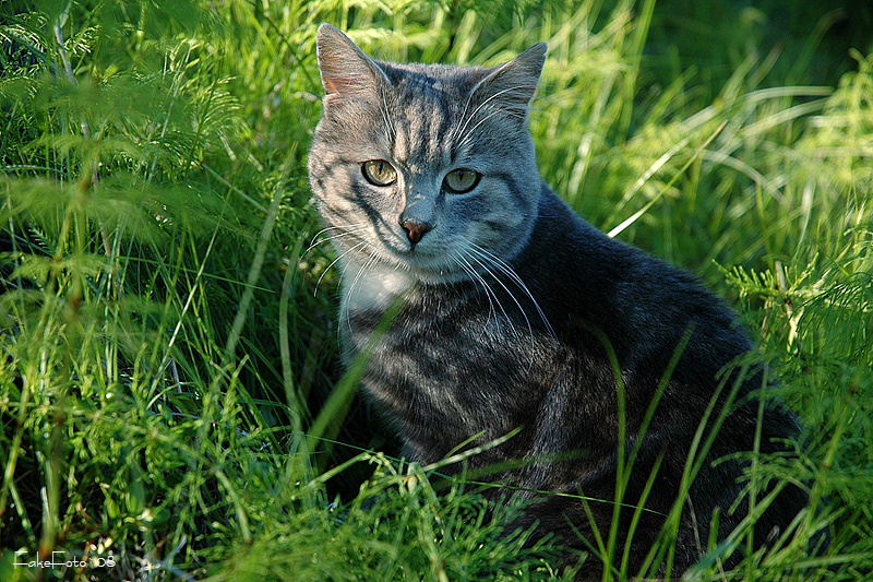 -кот-