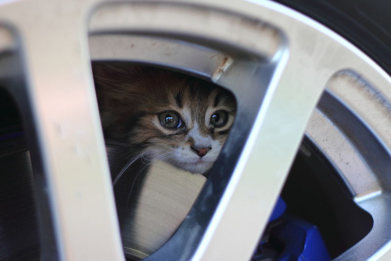 Cat Brakes