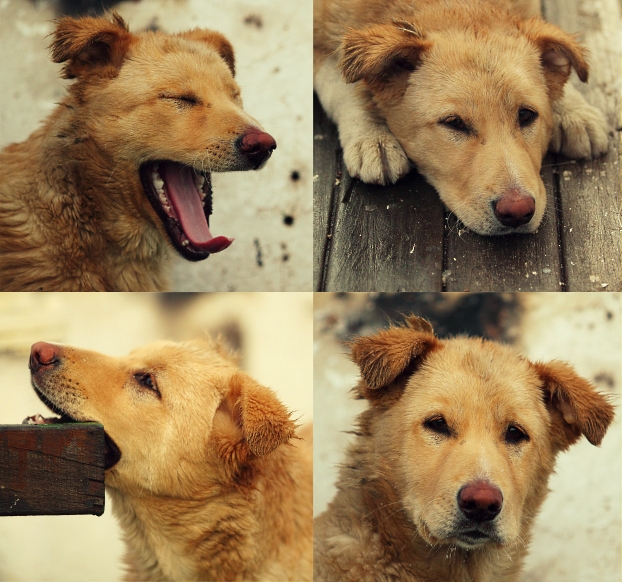 Тим)