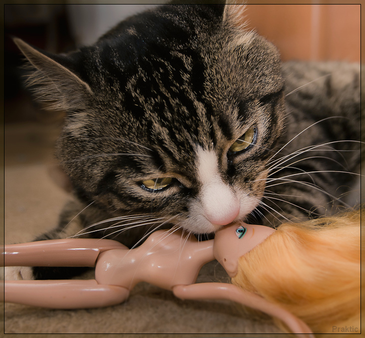 Strong cat's love