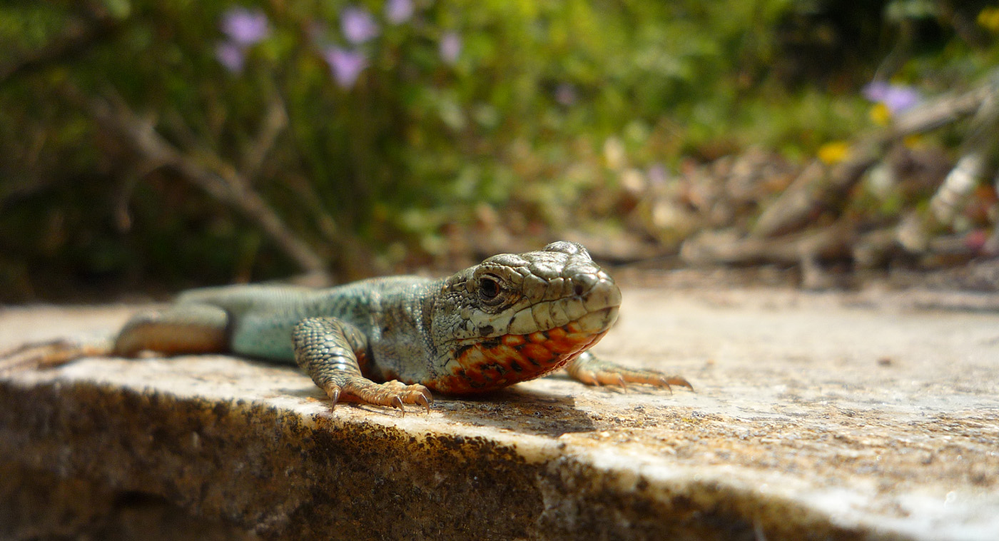 lizard