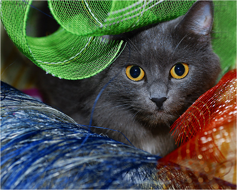 RGB Kitty