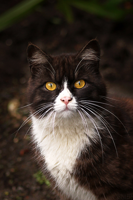 Mr. Cat