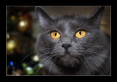С новым 2010 годом! С новым 2010 годом!