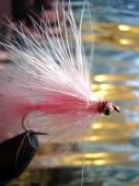 Salmon fly Salmon fly