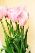 Tulips Tulips