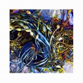 fucus fucus