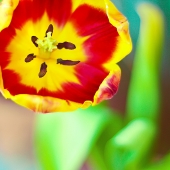 spring flower spring flower