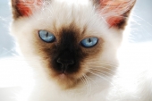 котёнок