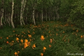 пейзажи Ульчского района пейзажи Ульчского района