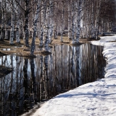 бярозы. 2018