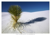 Yucca Yucca
