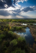 Майский солнечный ливень Майский солнечный ливень