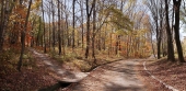 Осенние прогулки Осенние прогулки
