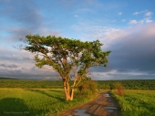 Africa