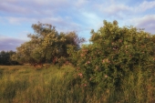 Розовый куст.