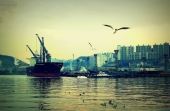 Busan seagull