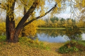 Сибирская осень Сибирская осень