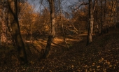 Осенние оттенки