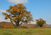 just a trees just a trees