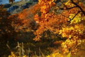Оранжево-красное