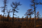 Шёпот лиственниц осенний Шёпот лиственниц осенний