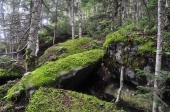 Приморский лес Приморский лес