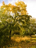краски осени краски осени