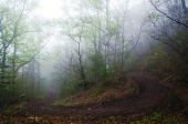 The Mist