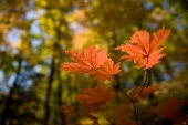 Just leaf