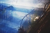 Shelter Shelter