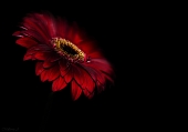 Gerbera Gerbera