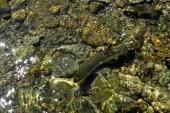 ... рыба в воде ... рыба в воде