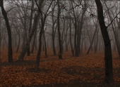 Краски ноября Краски ноября