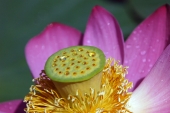 один день из жизни Nelumbo komarovii (5)