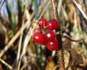 stone berry