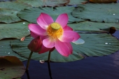 один день из жизни Nelumbo komarovii (4)