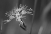 ...tenderness ...tenderness