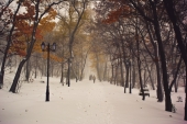 Свежачок Свежачок